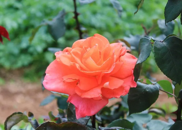 With Parking Space Orebic, Peljesac - 10073 公寓 *