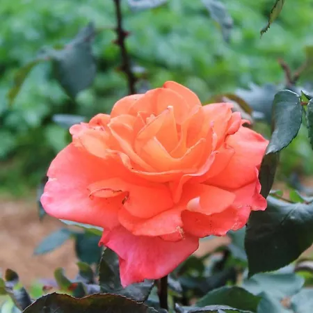 With Parking Space Orebic, Peljesac - 10073 Apartman *